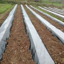 全新料黑白地膜，黑白相间地膜厂价直销，量大优惠种植农膜