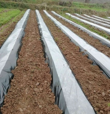 黑白相间地膜厂价直销,量大优惠种植农膜价格76