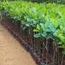 菠萝蜜苗泰国红肉菠萝蜜苗八号菠萝蜜苗