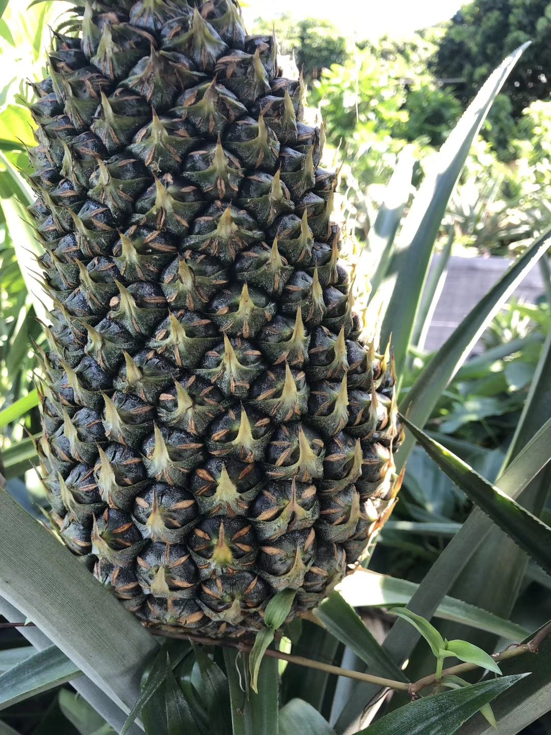 西瓜凤梨苗台湾金砖十六号甜蜜蜜凤梨苗有根包邮好种易活