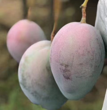 [凯特芒批发]攀枝花青皮凯特芒果,1斤起代发,代办价格优惠,品质保障