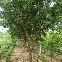 精品杏树苗珍珠油杏，货源充足产地直供，欢迎选购