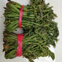 保鲜香椿芽，纯野生，露头栽种