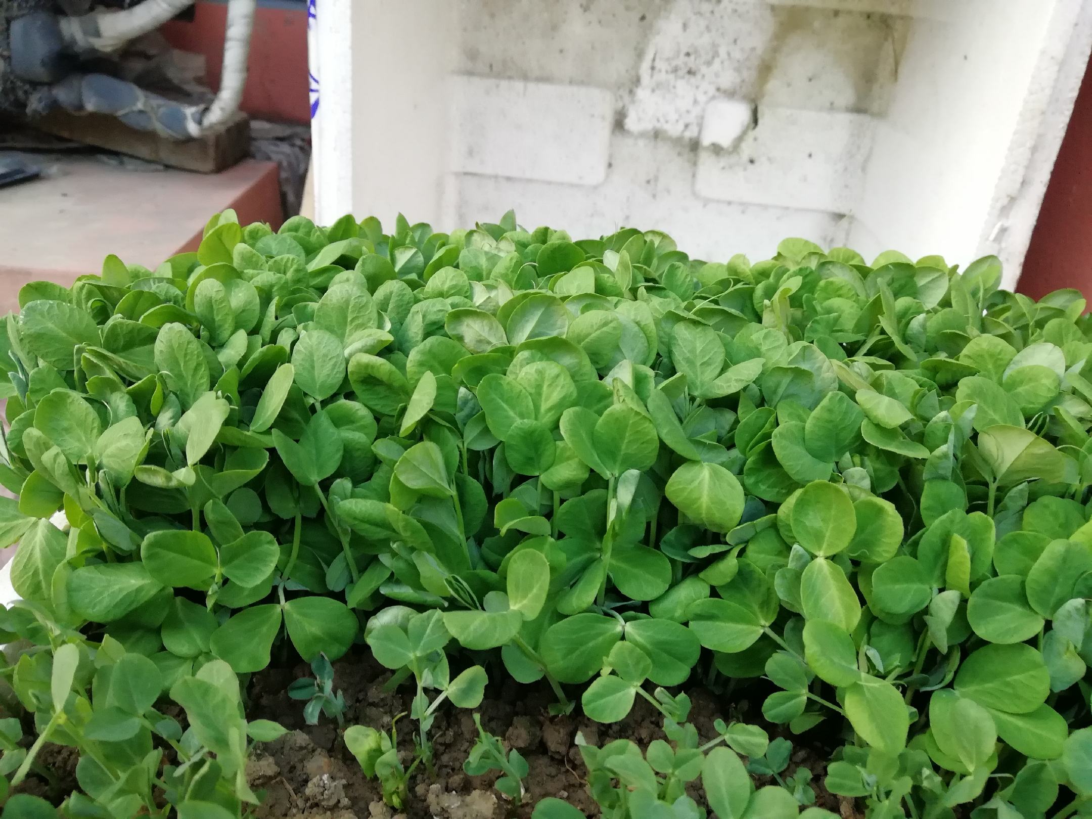 一片整齐排列的荷兰豆尖苗在现代化温室中生长,土壤湿润,喷灌系统正在运行,工人正在检查植株长势,体现标准化种植流程 荷兰豆尖苗田间生长实景