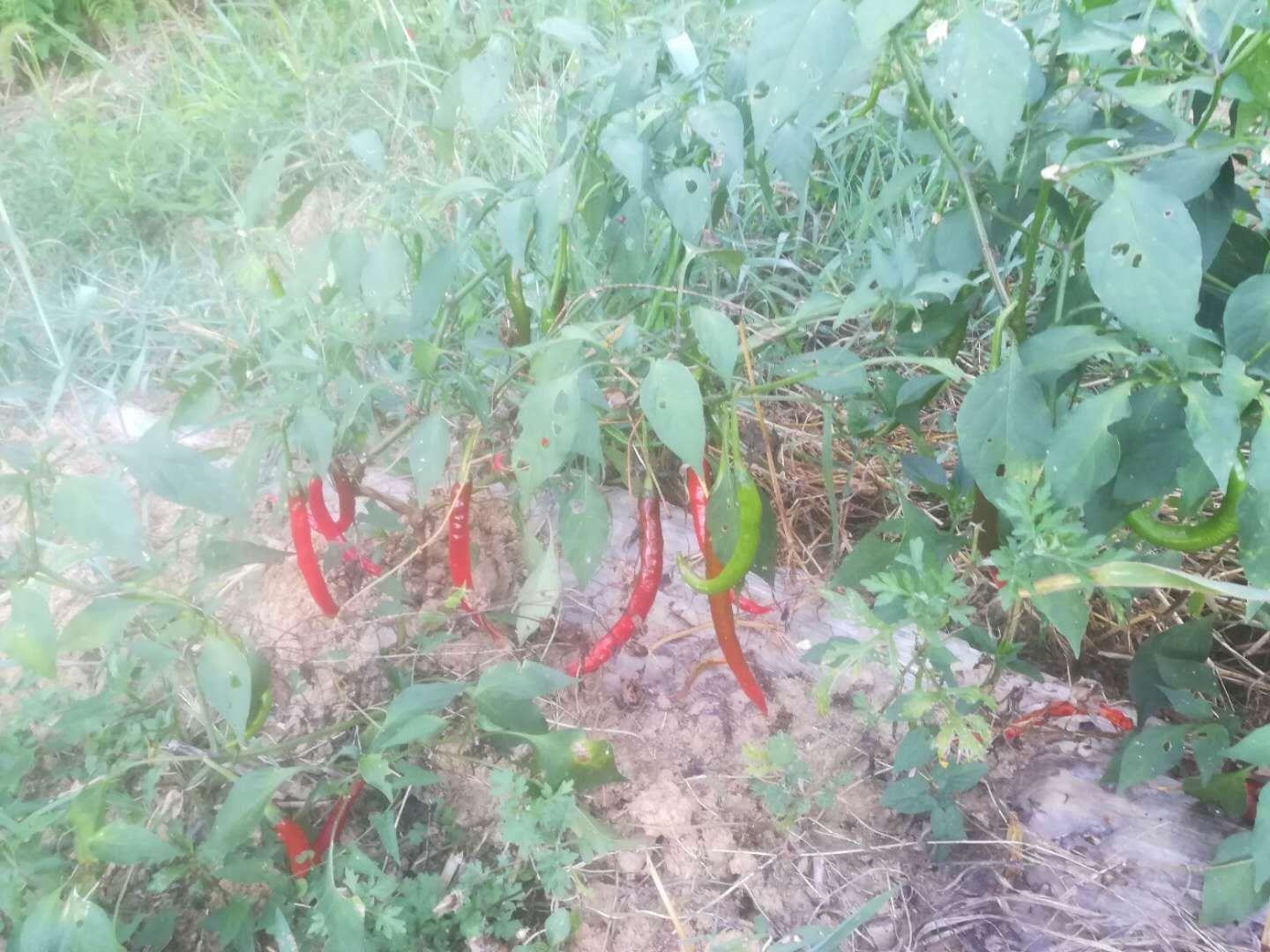 木瓜椒新鲜采收特写:果实饱满红艳,表皮具天然蜡质层,散发清冽青椒混合蜜香,是典型香而不辣的鲜辣椒代表品种 鲜红油亮的木瓜椒特写,果实呈短锥形,表皮光滑泛蜡质光泽,蒂部翠绿新鲜,背景为竹编簸箕与湿润黑土,体现刚采收的鲜辣椒状态