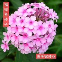 福禄考种子丛生芝樱花种子进口宿根景观多年生花海种子包发芽