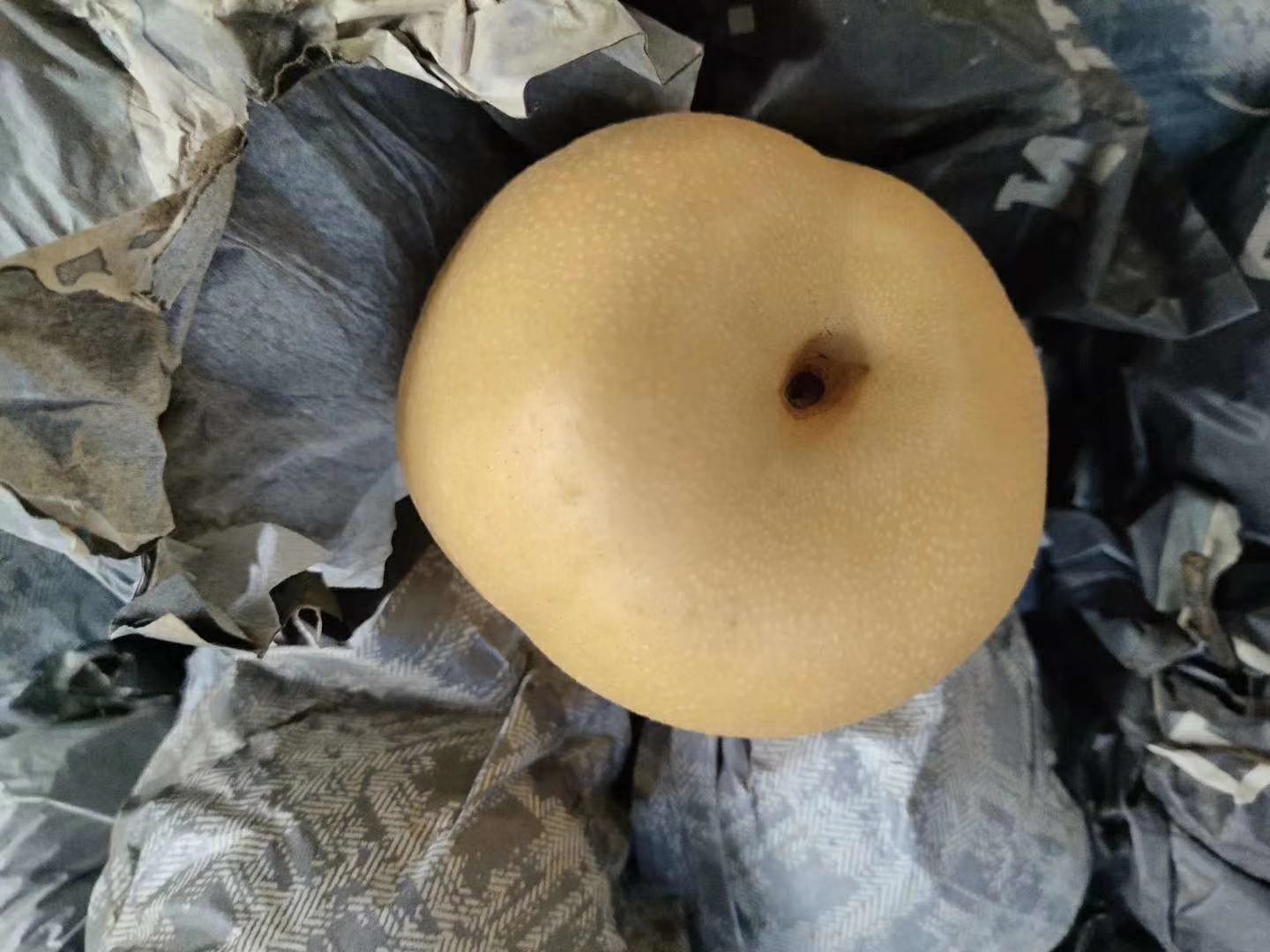 一张高清水晶梨特写图片,展示其晶莹剔透的果肉和光滑的表皮,背景为自然光线下的果园环境 水晶梨的高清特写图片