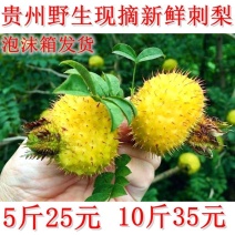 2020年贵州特产新鲜现摘刺梨果新鲜鲜果新鲜刺梨果野生刺