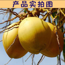 泰国进口金椰苗，青椰苗，带原土发货，成活率高