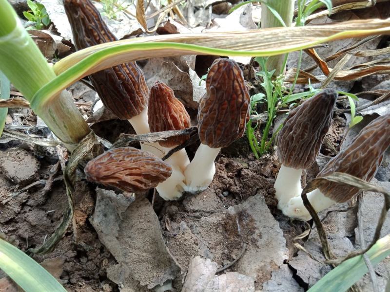 羊肚菌新品种帽长柄细,色泽好