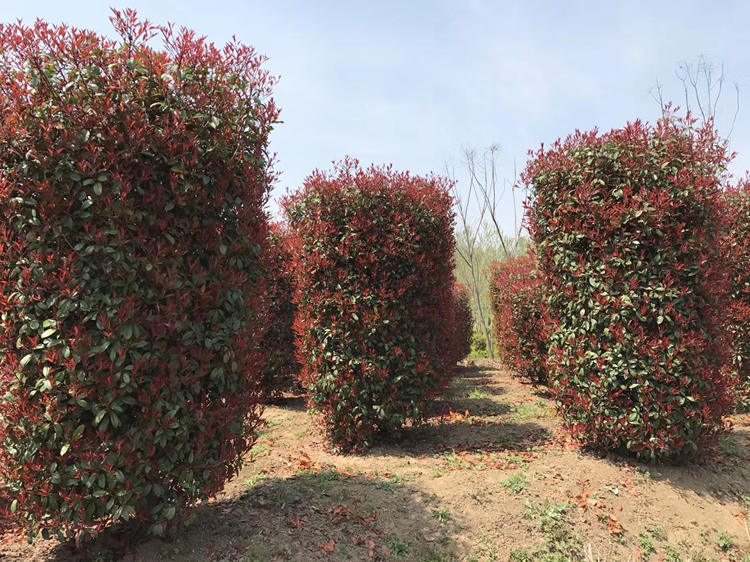 10公分大叶女贞在城市道路绿化中的实际应用效果