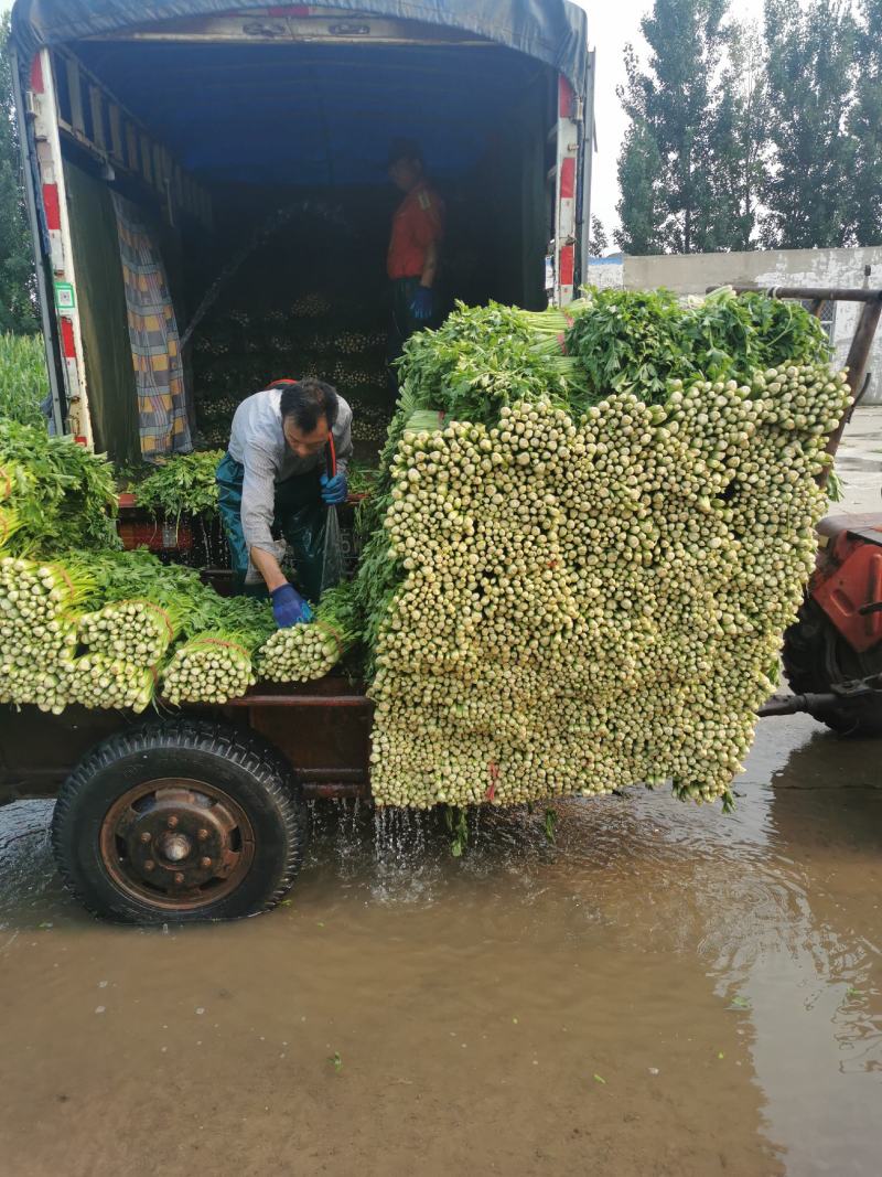 滨州义芹图片