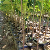植生菠萝蜜苗一手货源价格漂亮可代接