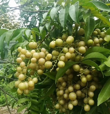 嫁接山黃皮果苗雞皮果樹苗