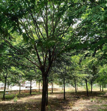 正宗红叶榉树,看中联系,实地看货!