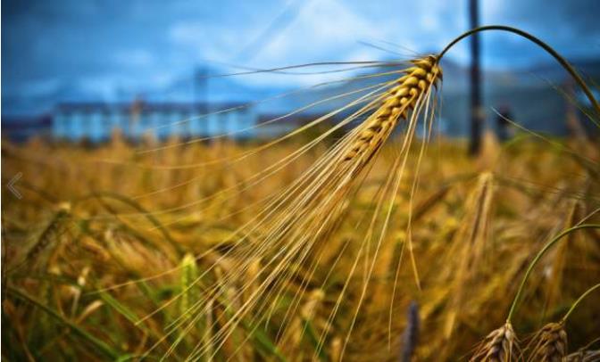 杜兰小麦田间种植图