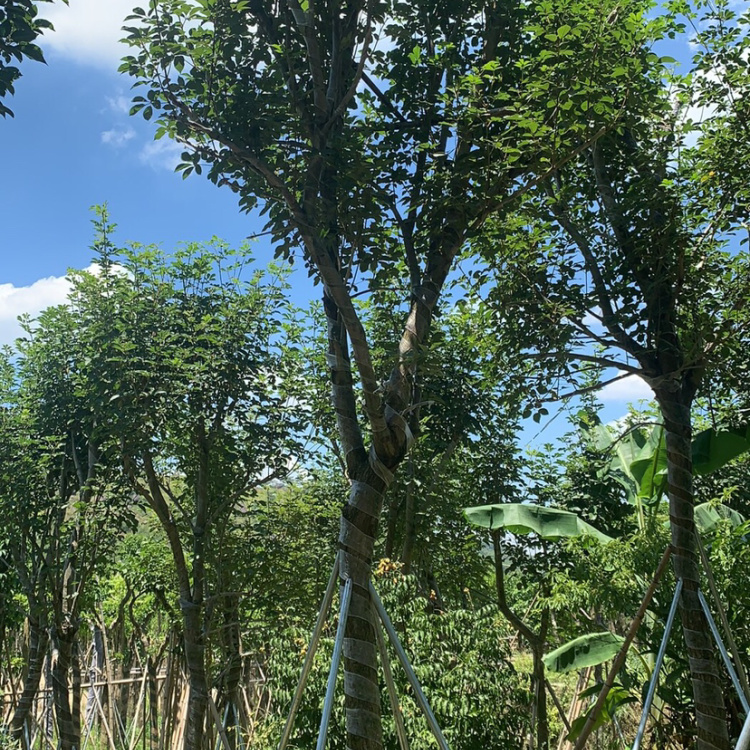 苗场预售黄花风铃木13公分现货供应