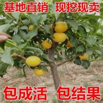【精选】杏树苗山东杏树苗早熟香甜当年结果品种齐全