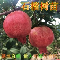 【精选】石榴苗山东石榴树苗基地直发根系发达成活率高