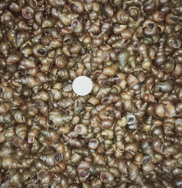 田螺籽螺长期供货