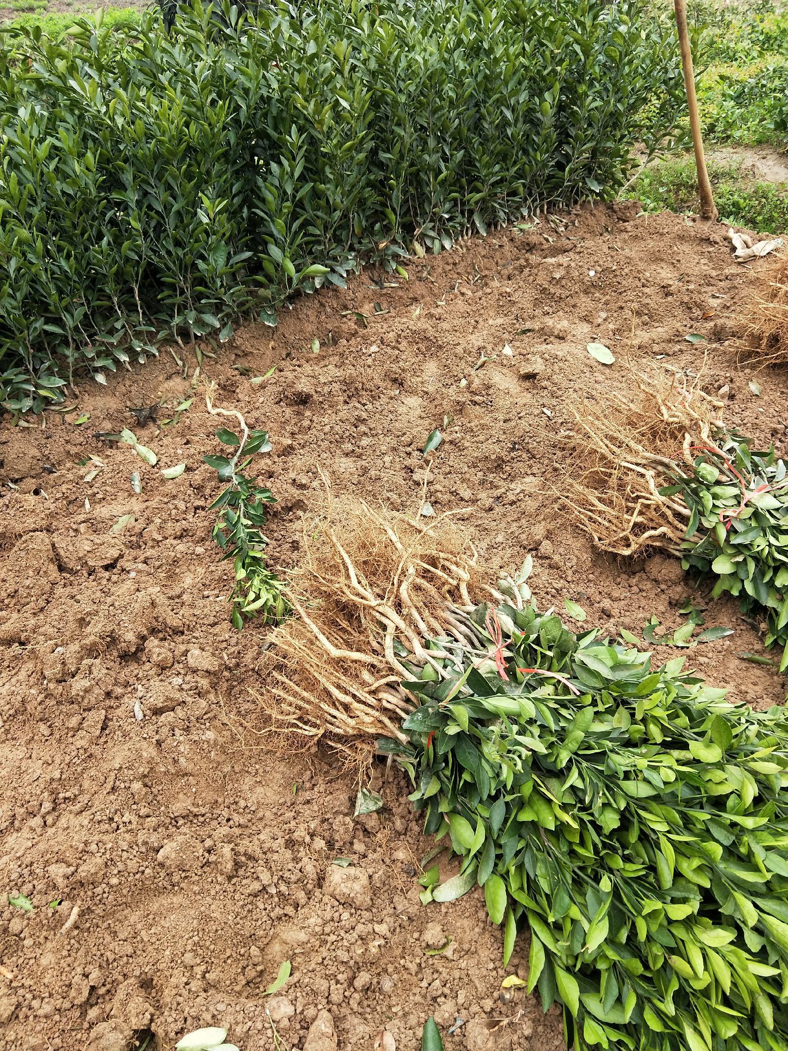 【正宗】纽荷尔脐橙苗 橙子苗全国发货 量大从优 欢迎电联