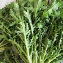 新鲜正宗苦菊，产地直发全网低价