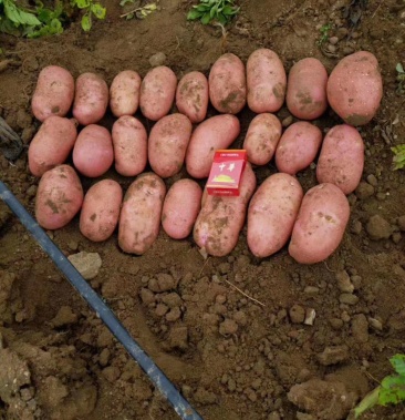 [青薯9号土豆批发]雪川红,226黄心白心,价格0.60元/斤 - 一亩田
