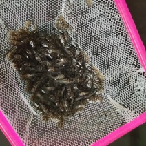 黄颡苗规挌齐全水花也有
