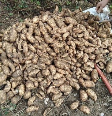 [天麻批发]新鲜天麻,鲜天麻(海拔高,富硒天麻)巫山邓家乡,诚信经营