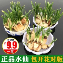 2020冬漳州水仙花种球套装盆栽大球室内外四季水培花卉水