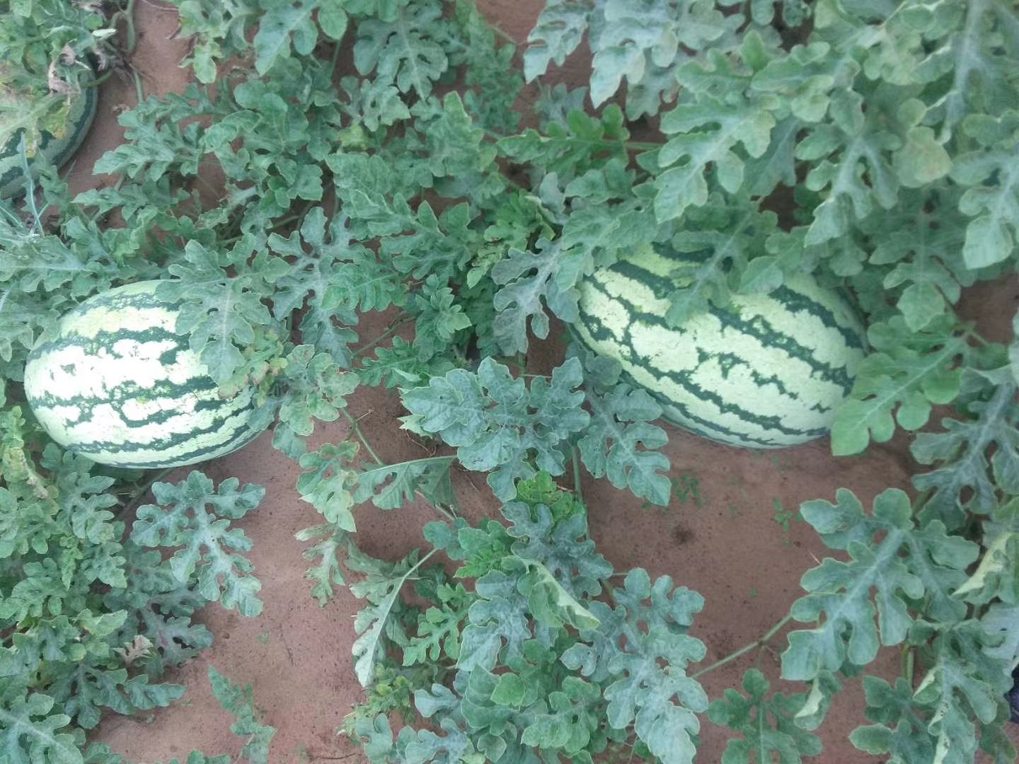 金花西瓜整体外观特写