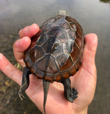 草龟乌龟湖北精品下山龟