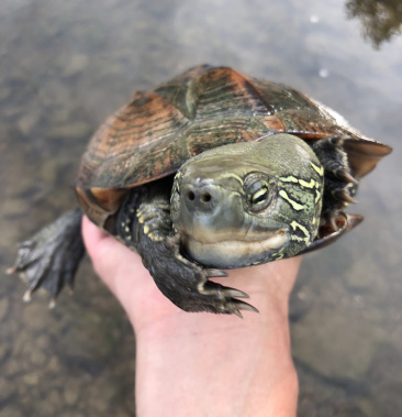 湖北草龟 乌龟 大头草龟