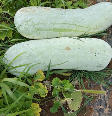 精品白冬瓜肉厚质量优