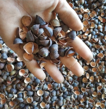 [莲子壳批发]莲壳 粉碎莲子壳 干莲子壳 莲子壳价格700.