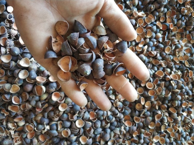 莲壳粉碎莲子壳干莲子壳莲子壳