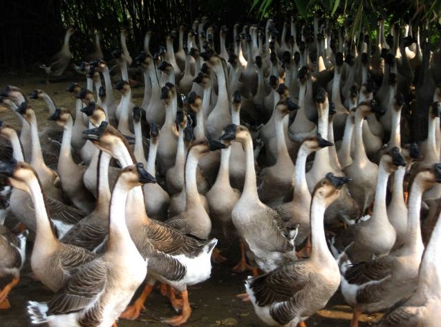 果园中放养鹅群