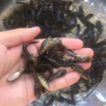 黄骨鱼优质黄骨鱼苗，量大从优