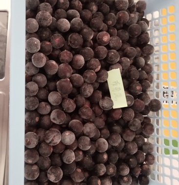 黑加仑 东北速冻黑加仑