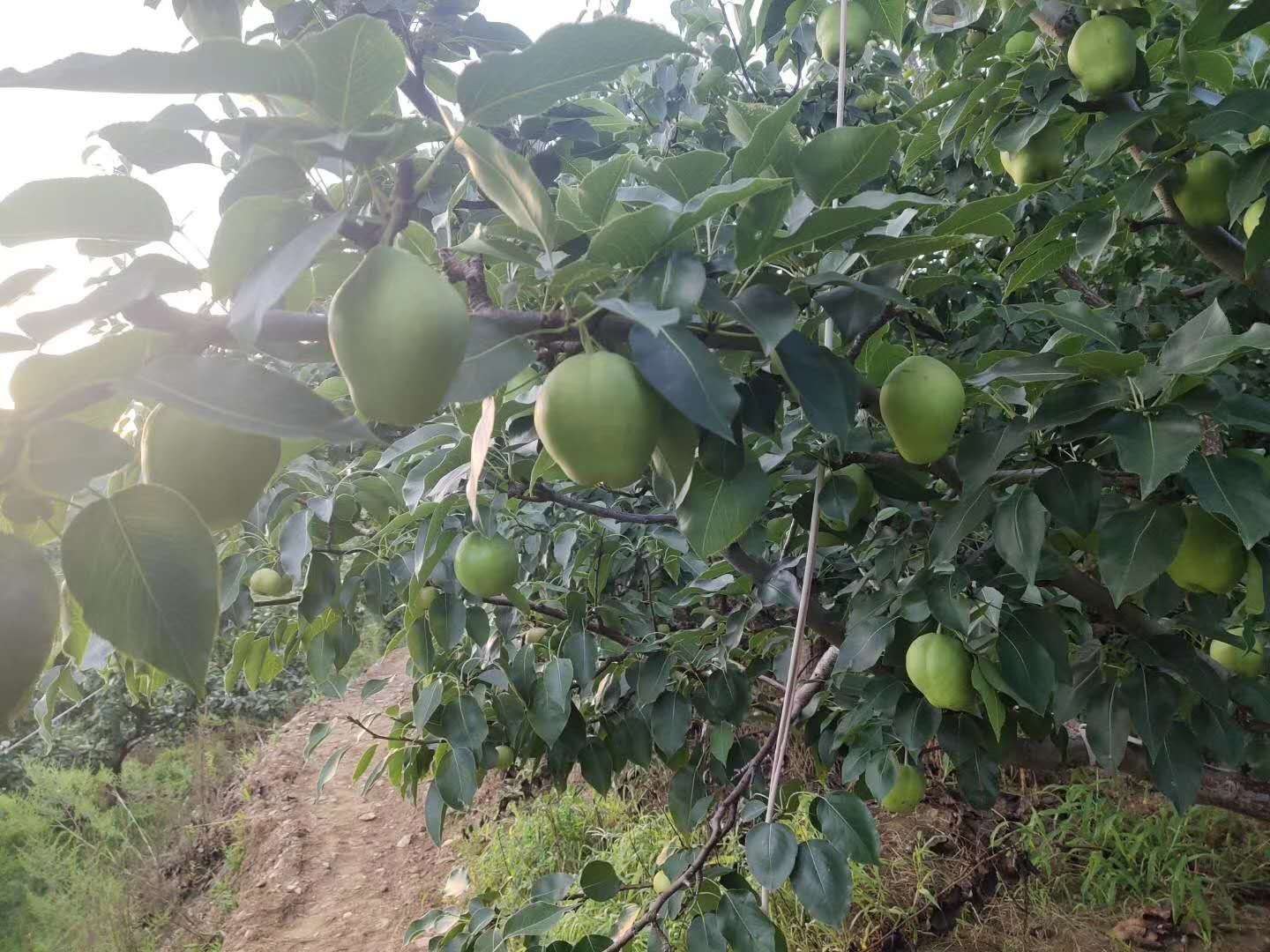 果园中的国光苹果