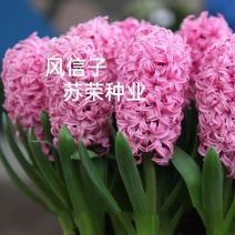 风信子种球荷兰进口水培水养花卉四季球根植物风信子盆栽