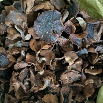 优质手挑自然干松蘑肉厚形好量大从优有需要联系