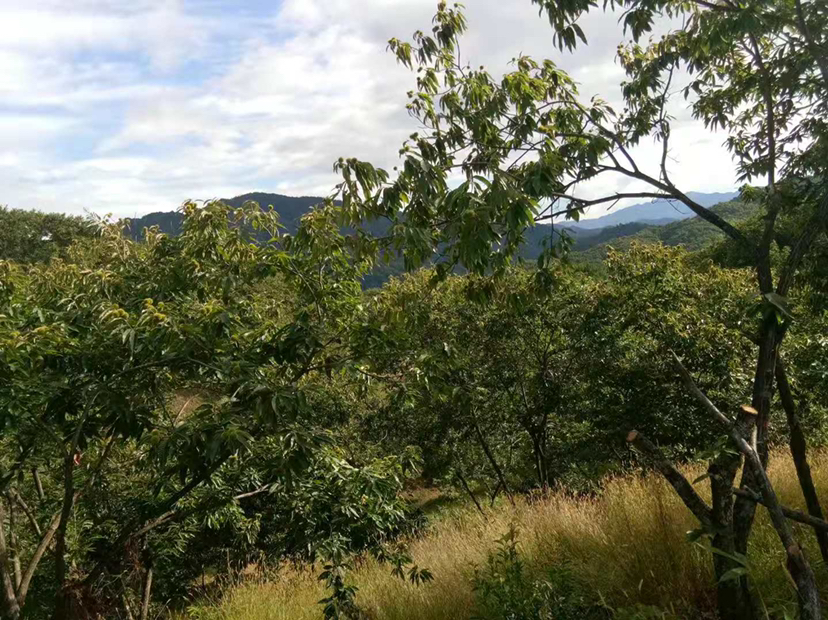 无人机航拍视角下的福建政和县大片锥栗树林,秋季山峦层叠,绿意盎然,成片的锥栗树整齐排列在缓坡上,部分果树已挂满青绿色带刺的锥栗果球,农民正在田间劳作,远处可见村落与缭绕云雾,展现典型的南方丘陵生态农业景观 政和锥栗林航拍全景