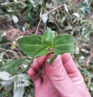 福建肺炎草的图片大全图片