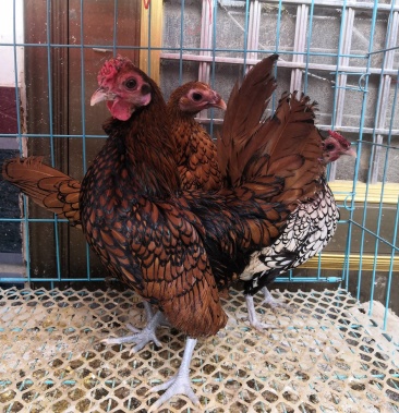 出售观赏鸡双冠元宝鸡矮脚鸡