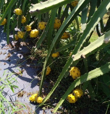 出售厄瓜多尔燕窝果苗