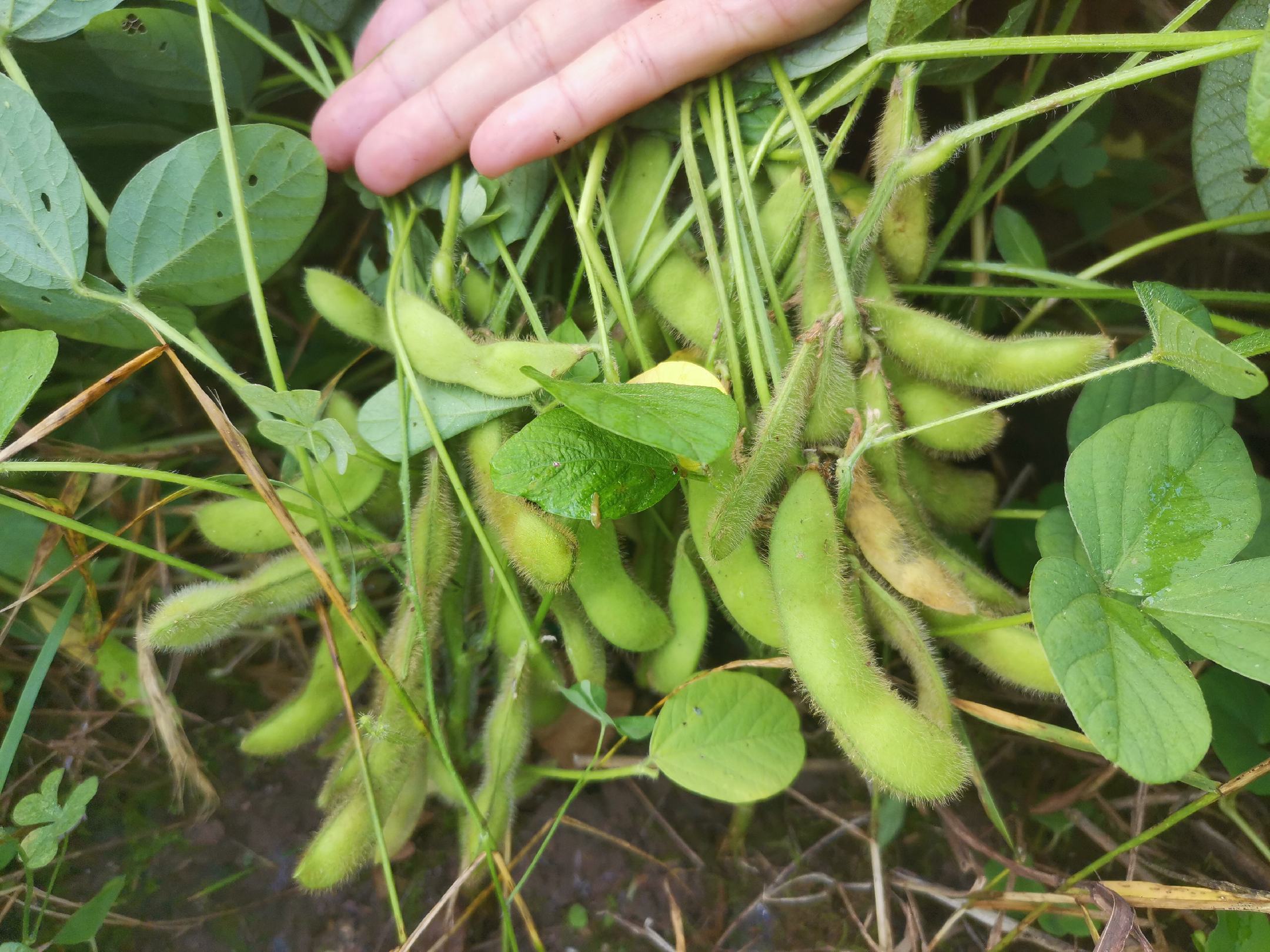 紫花扁豆采摘现场