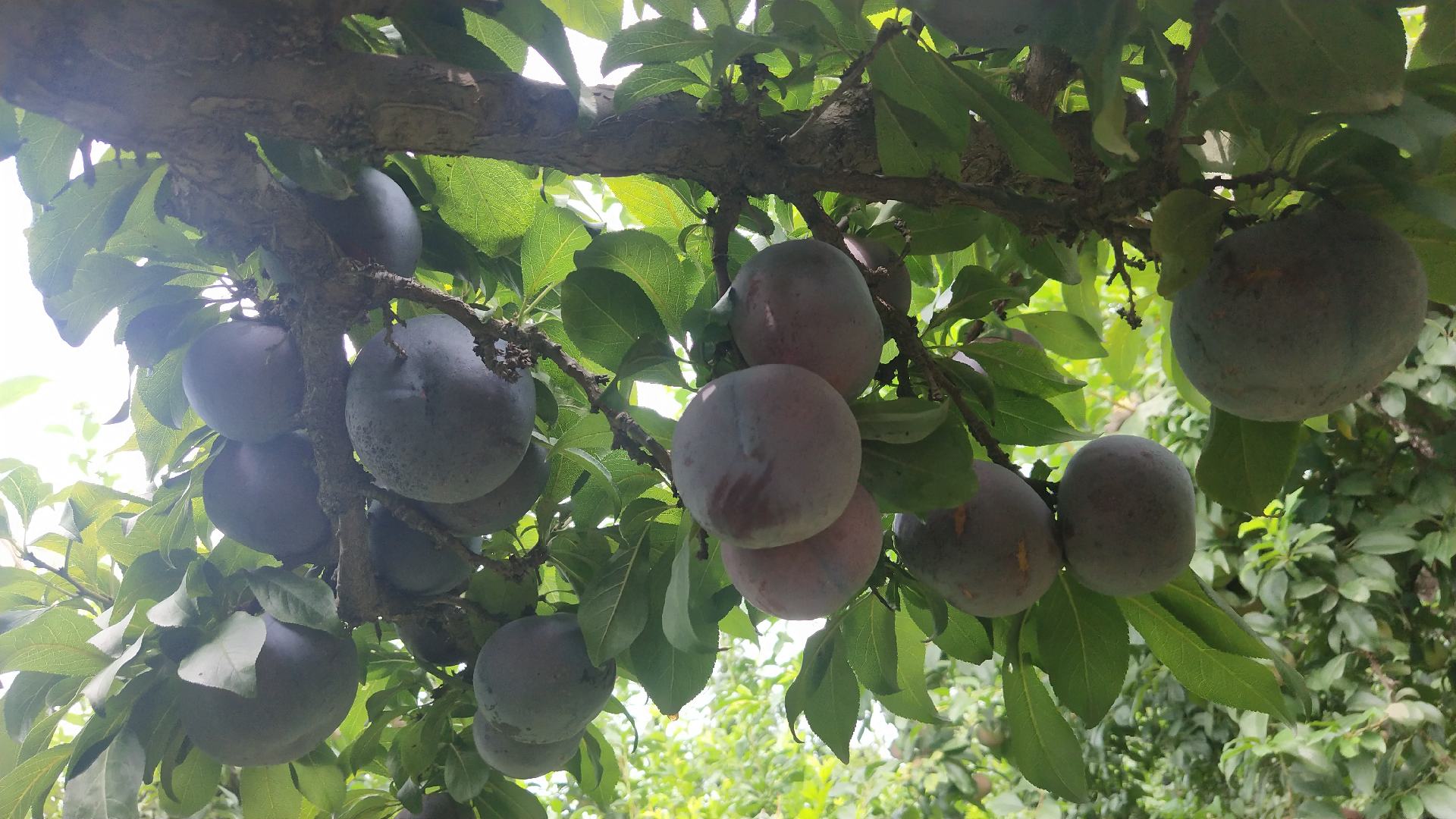 黑宝石李子挂满枝头特写