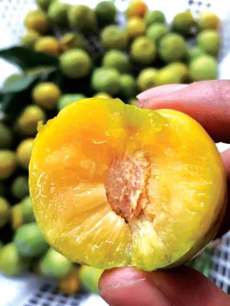 新品种蜂糖李子苗美人醉李子品种质量保证现挖现发