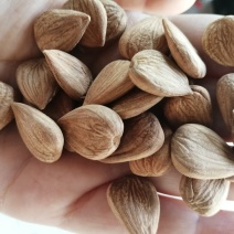 杏仁多规格箱装袋装精装